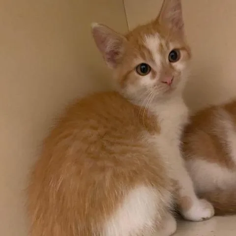 A baby small-sized male Orange / Red Domestic Short Hair cat named Little Foot for adoption in Dayton, OH