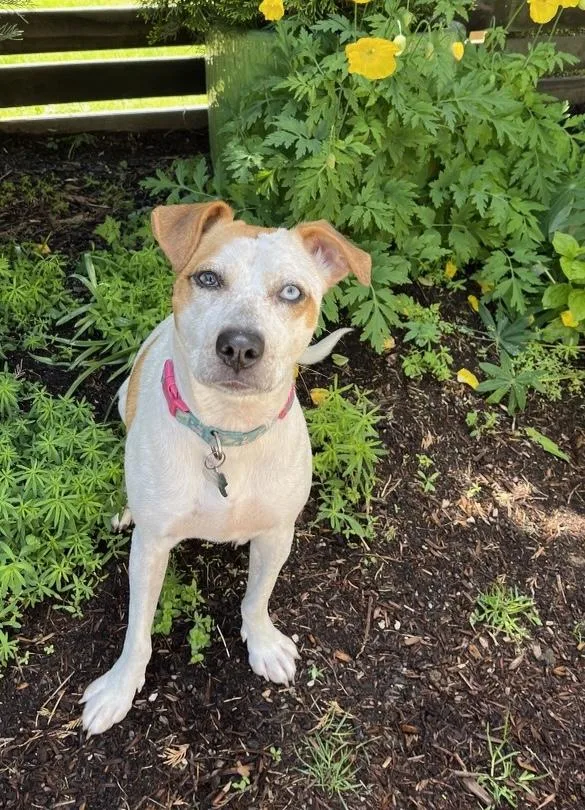 An adult medium-sized female Brown / Chocolate Hound dog named Netflix for adoption in Tomball, TX