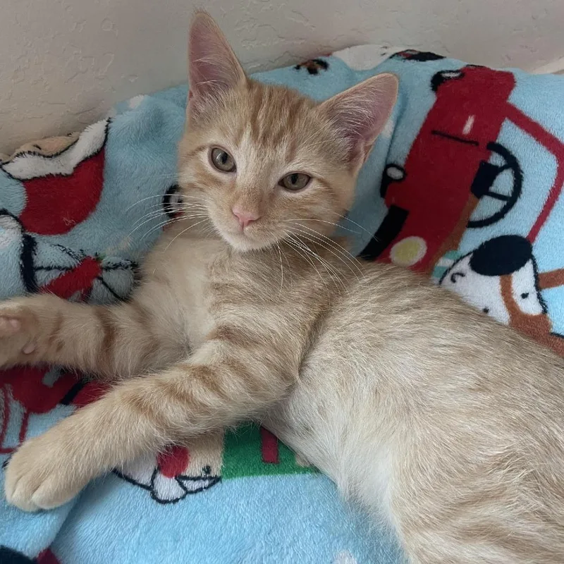 A baby small-sized male Orange / Red Domestic Short Hair cat named Tyson for adoption in Prescott, AZ