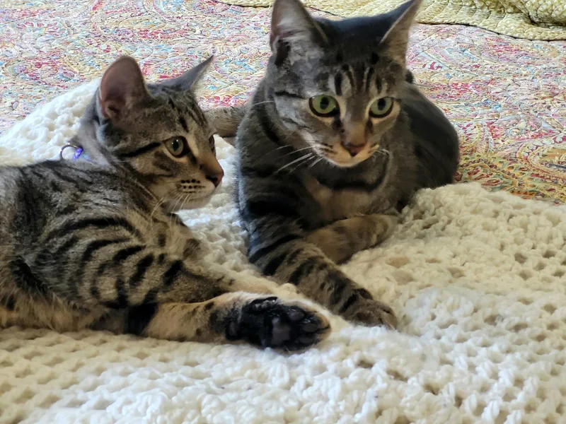 A baby large-sized male Domestic Short Hair cat named Spunky & Hurricane  for adoption in Liberty, NC