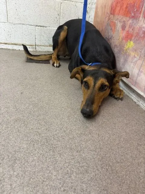 A young large-sized female Doberman Pinscher dog named Queen La for adoption in San Bernardino, CA