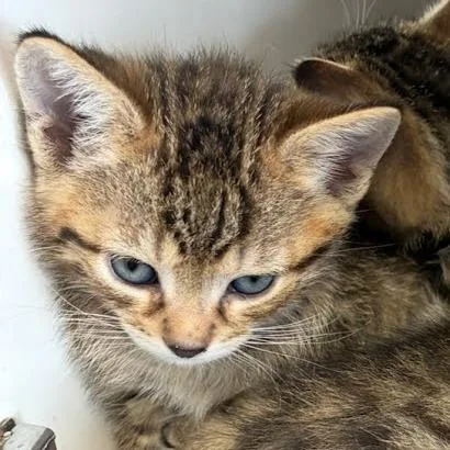 Milo