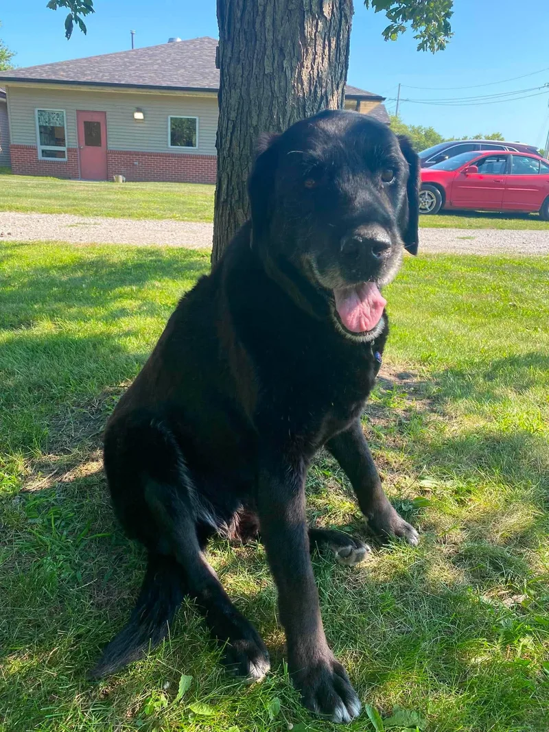 A senior large-sized male Black Labrador Retriever dog named Manny for adoption in Maryville, MO