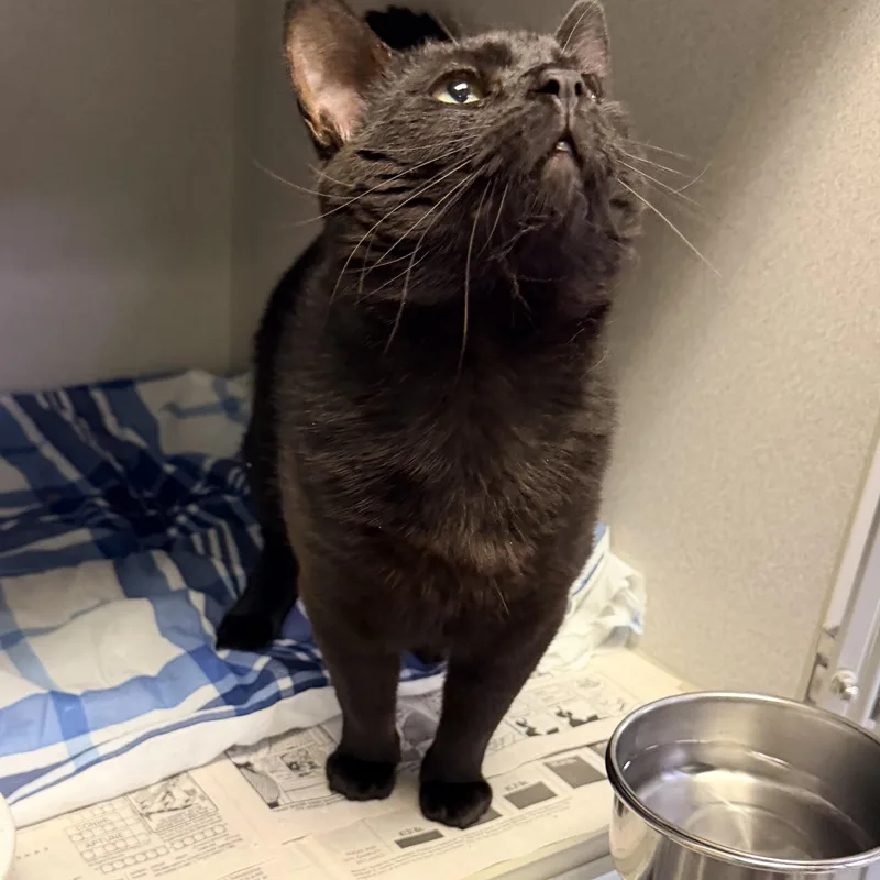 An adult medium-sized male Black Domestic Short Hair cat named Sony for adoption in Pottsville, PA