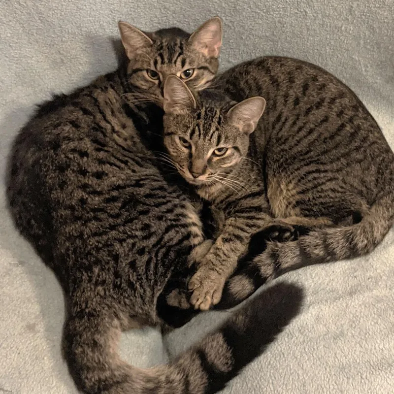An adult medium-sized male Brown / Chocolate Domestic Short Hair cat named Johnny for adoption in Springfield, OR