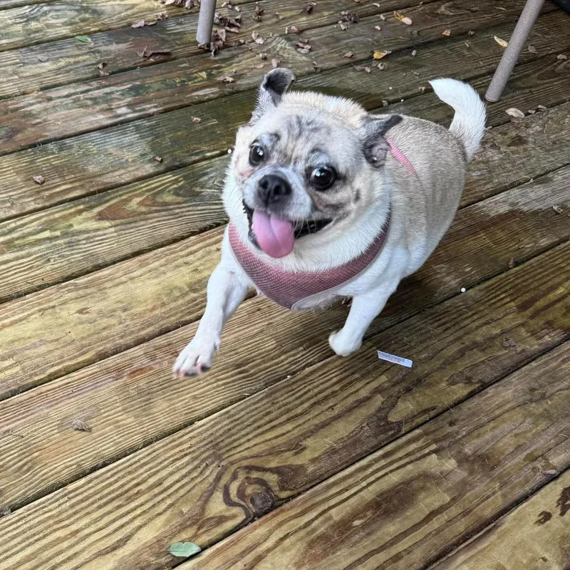 A senior small-sized female Pug dog named Auggie for adoption in Jarrettsville, MD