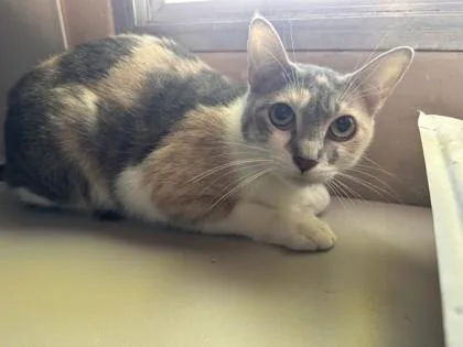 An adult small-sized female Domestic Short Hair cat named Daisy May for adoption in Roseville, CA