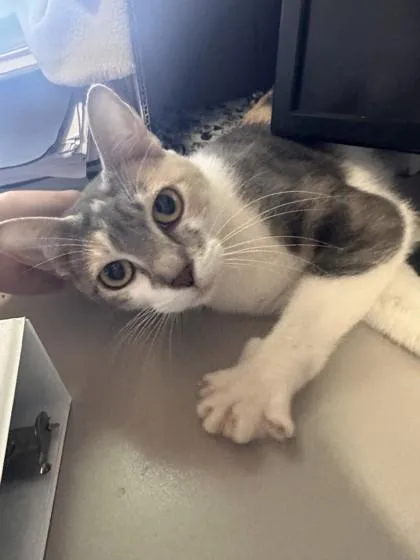 Daisy May thumbnail 2