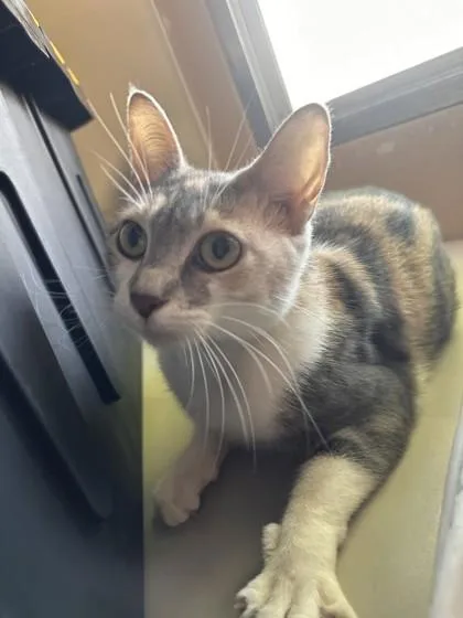 Daisy May thumbnail 3