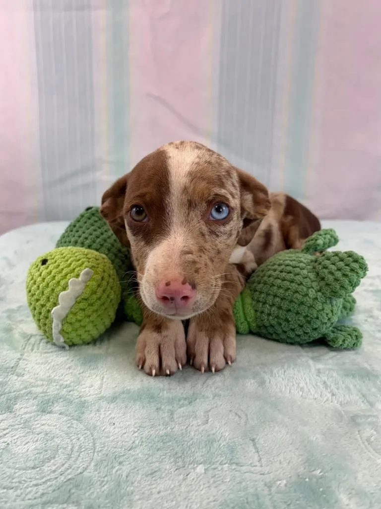 Caroline thumbnail 2