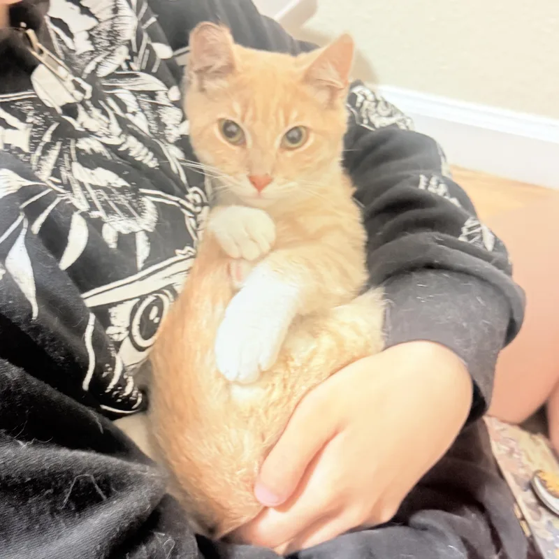 Finn & Huck  thumbnail 2