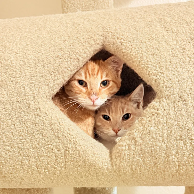 Finn & Huck  thumbnail 3