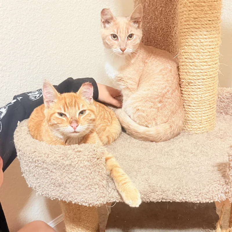 A baby medium-sized male Orange & White Tabby cat named Finn & Huck  for adoption in Los Altos Hills, CA