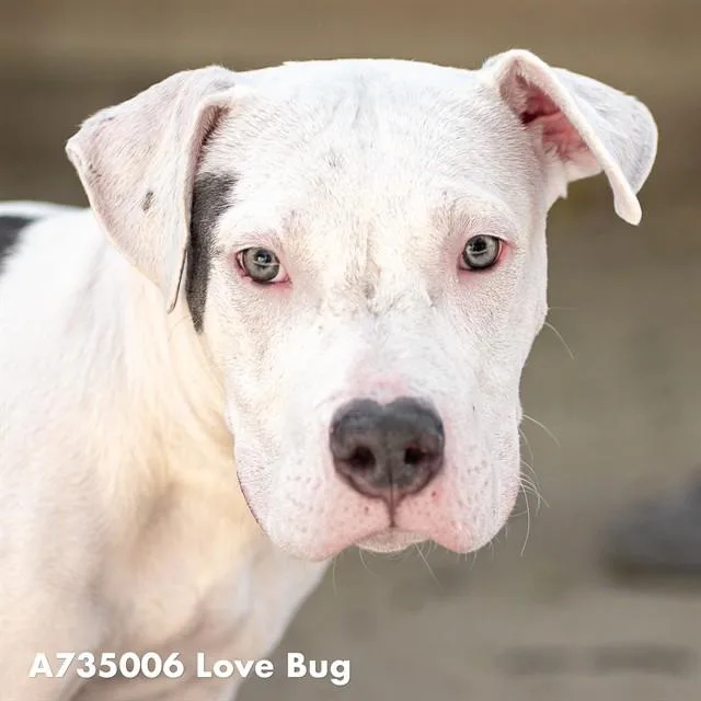 A young medium-sized male Pit Bull Terrier dog named Love Bug for adoption in Sacramento, CA
