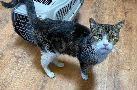 An adult large-sized male Gray & White Domestic Medium Hair cat named Neighbor for adoption in Escondido, CA