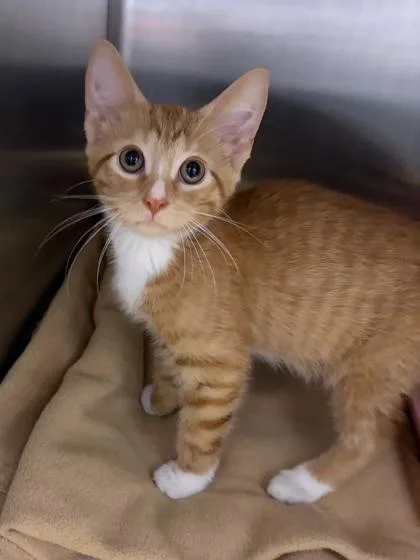 A baby medium-sized male Orange & White Domestic Short Hair cat named Gary for adoption in Tinley Park, IL