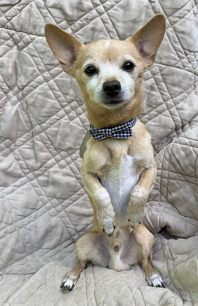 A senior small-sized male Yellow / Tan / Blond / Fawn Chihuahua dog named Maybry for adoption in Dayton, OH