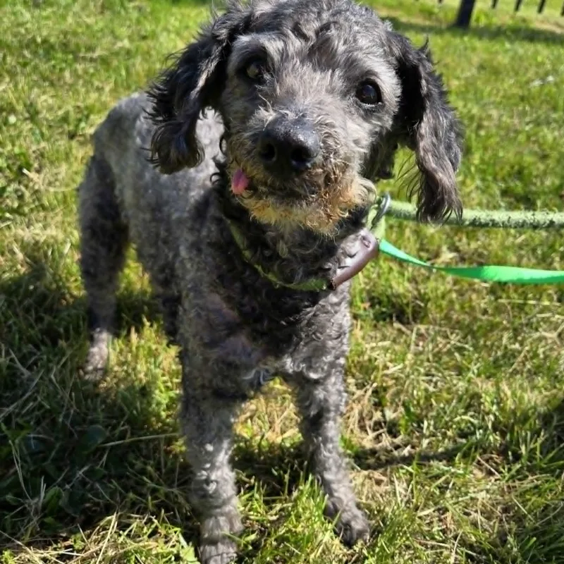 A senior small-sized male Gray / Blue / Silver Poodle (Toy) dog named Larry for adoption in Valparaiso, IN
