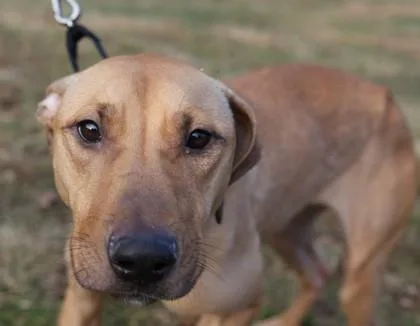 Shelby Fka Egypt thumbnail 2