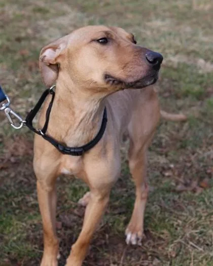 Shelby Fka Egypt thumbnail 3