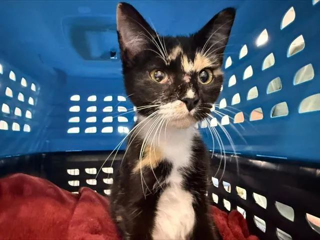 A young small-sized female Domestic Short Hair cat named Nikky for adoption in Charlotte, NC