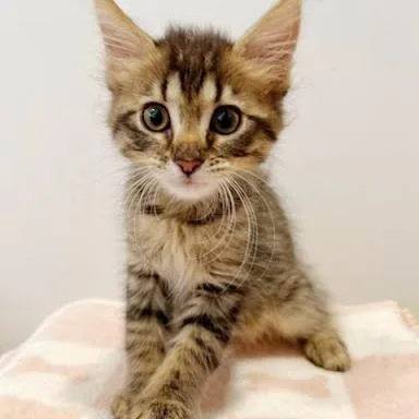 Rosie