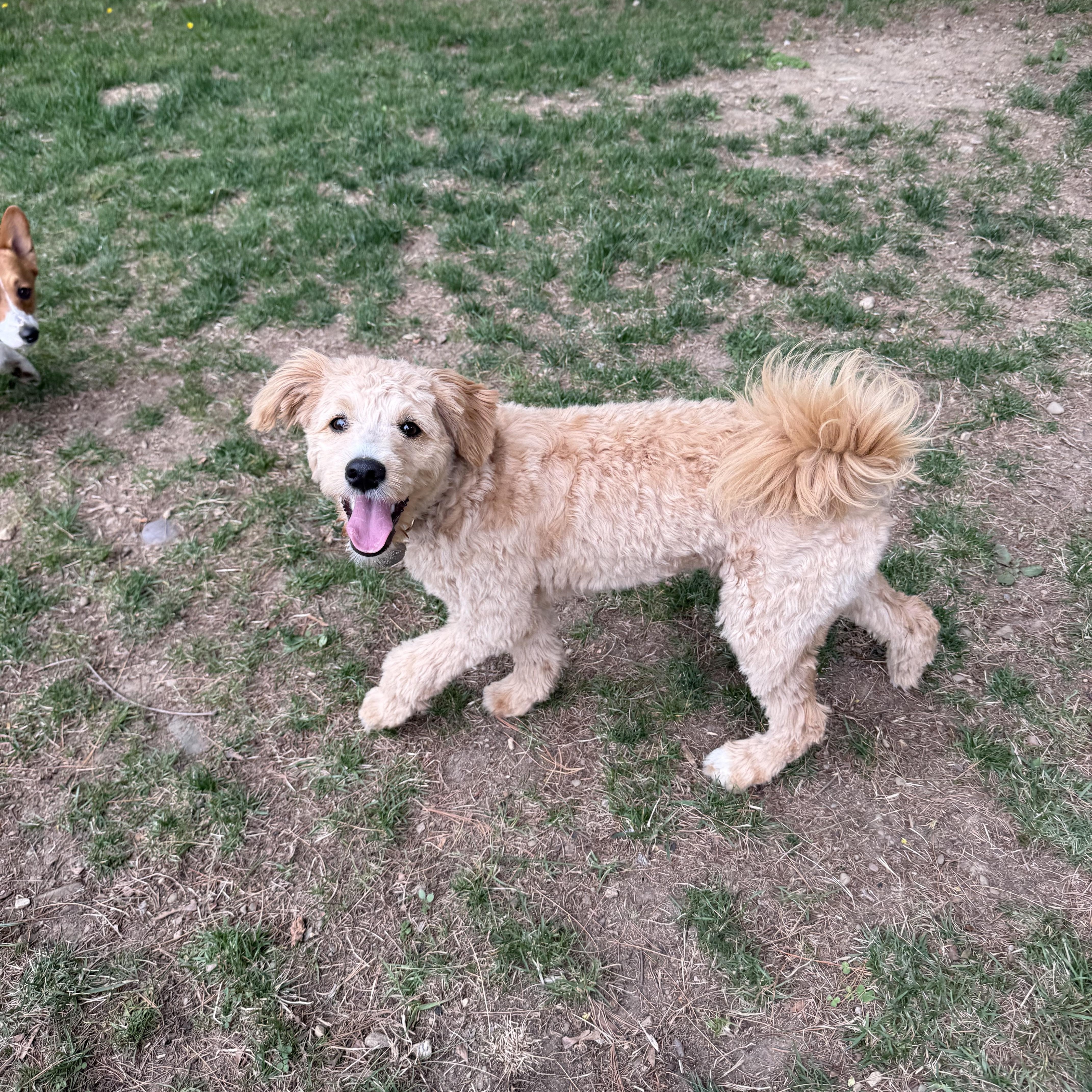 A young medium-sized female Miniature Poodle dog named Dolly for adoption in Delmar, NY