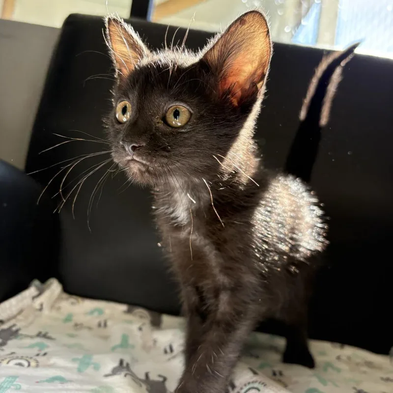A baby small-sized male Domestic Short Hair cat named Vader for adoption in Buellton, CA