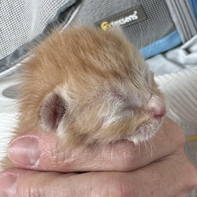 A baby small-sized female Orange / Red Domestic Short Hair cat named Ellie for adoption in Kyle, TX