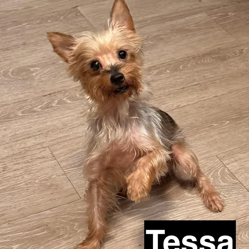 A young small-sized female Gray / Blue / Silver Yorkshire Terrier dog named Tessa for adoption in Charlotte, NC