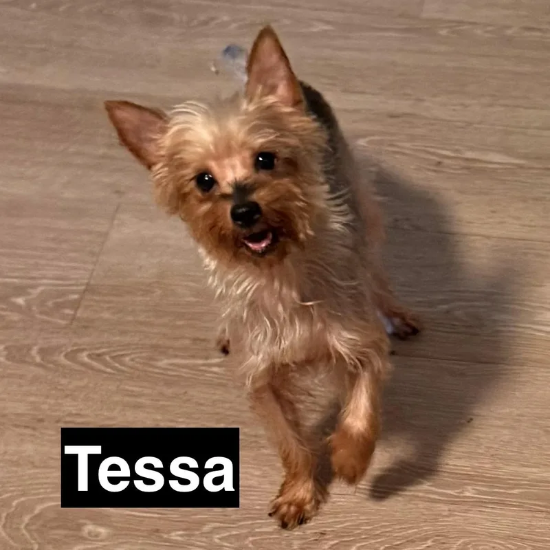 Tessa thumbnail 4