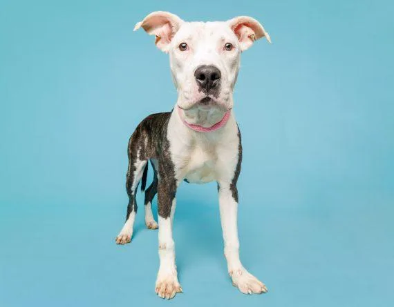 A young large-sized female Mixed Breed dog named Sookie for adoption in Durham, NC