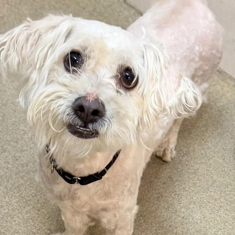 An adult small-sized male White / Cream Mixed Breed dog named Clouds for adoption in Waukesha, WI