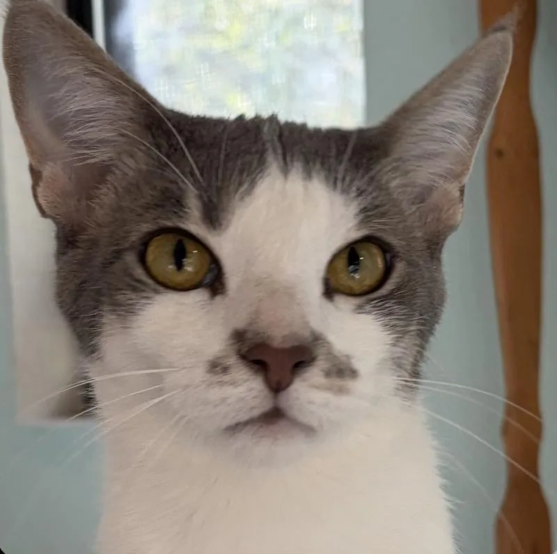 An adult medium-sized female Domestic Short Hair cat named Nani for adoption in Sonora, CA
