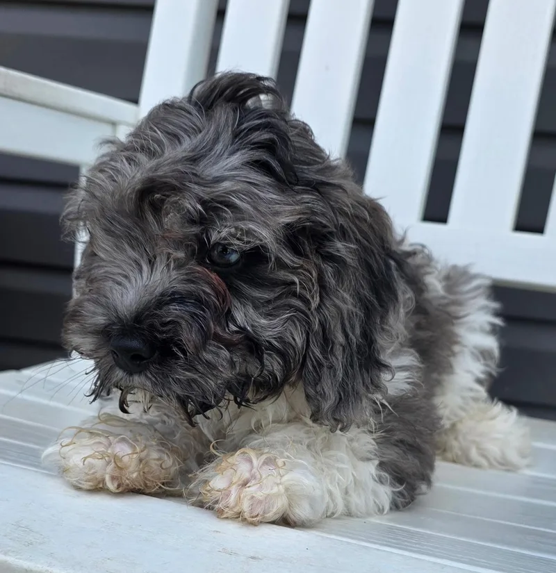 A baby small-sized female Cockapoo dog named Rita for adoption in Semmes, AL