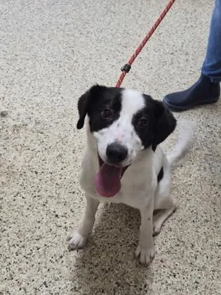 A young small-sized female Border Collie dog named Cairo for adoption in Clarks Summit, PA