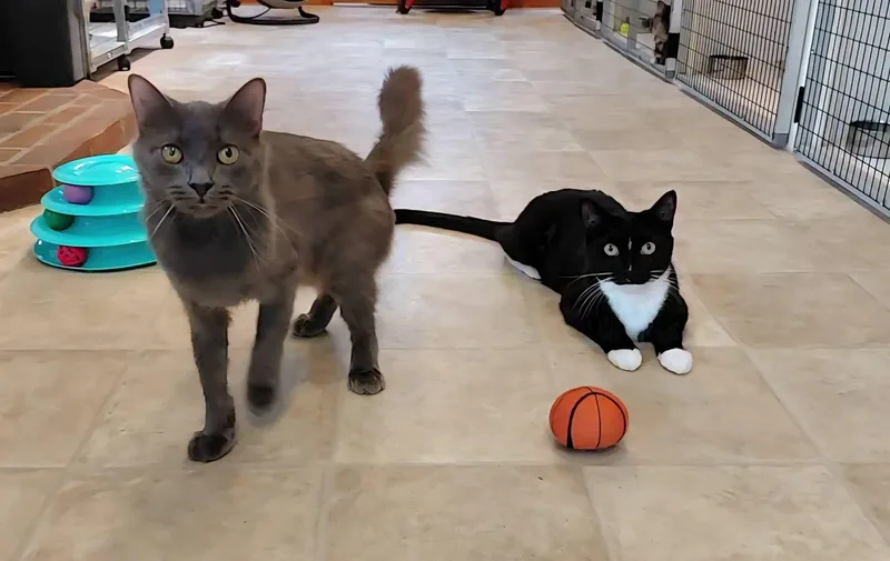 Wolfie and Jenson thumbnail 4
