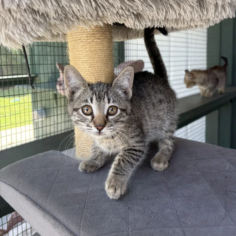 A young small-sized female Tabby (Tiger Striped) Tabby cat named Bonbon for adoption in Lathrop, CA