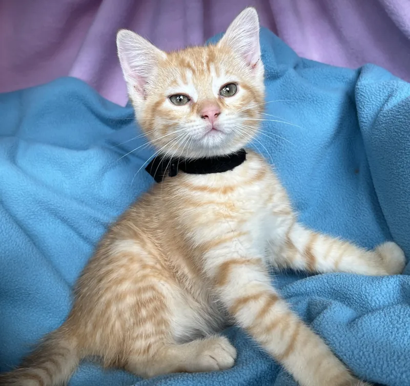 A baby medium-sized male Orange & White Tabby cat named Frankie for adoption in Hood RIver, OR