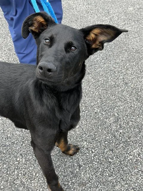 A young small-sized male German Shepherd Dog dog named Thelma for adoption in Canfield, OH