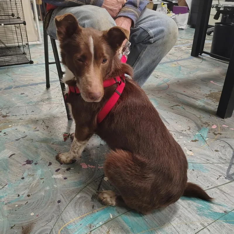 An adult medium-sized female Red / Chestnut / Orange Cattle Dog dog named Brownie for adoption in Coos Bay, OR
