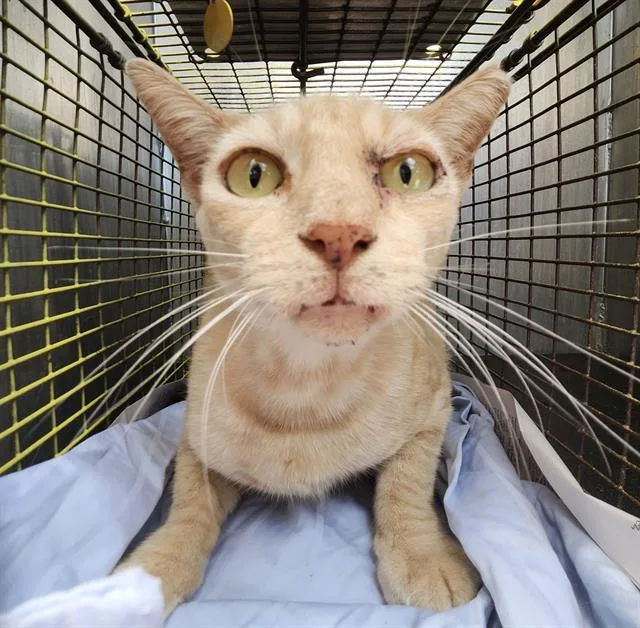 An adult medium-sized male Domestic Short Hair cat named Tiger for adoption in San Antonio, TX