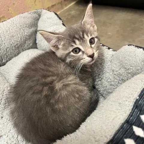 A baby small-sized female Gray / Blue / Silver Domestic Short Hair cat named Lily for adoption in Owosso, MI