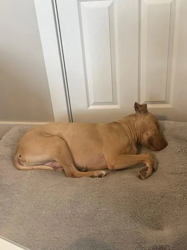 An adult large-sized male Yellow / Tan / Blond / Fawn Mixed Breed dog named Stewart for adoption in Cincinnati, OH