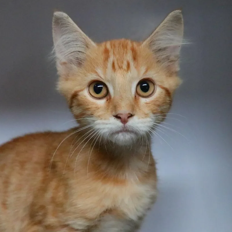 A baby small-sized male Orange / Red Domestic Short Hair cat named Tigger for adoption in Sarasota, FL