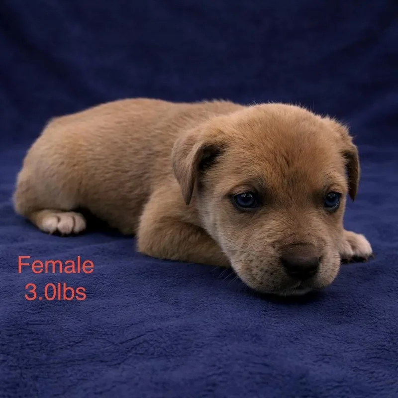 A baby medium-sized female Yellow / Tan / Blond / Fawn Pit Bull Terrier dog named Honey for adoption in Carmel, NY