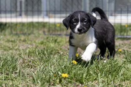 A baby small-sized female Mixed Breed dog named Cricket for adoption in West Chester, PA