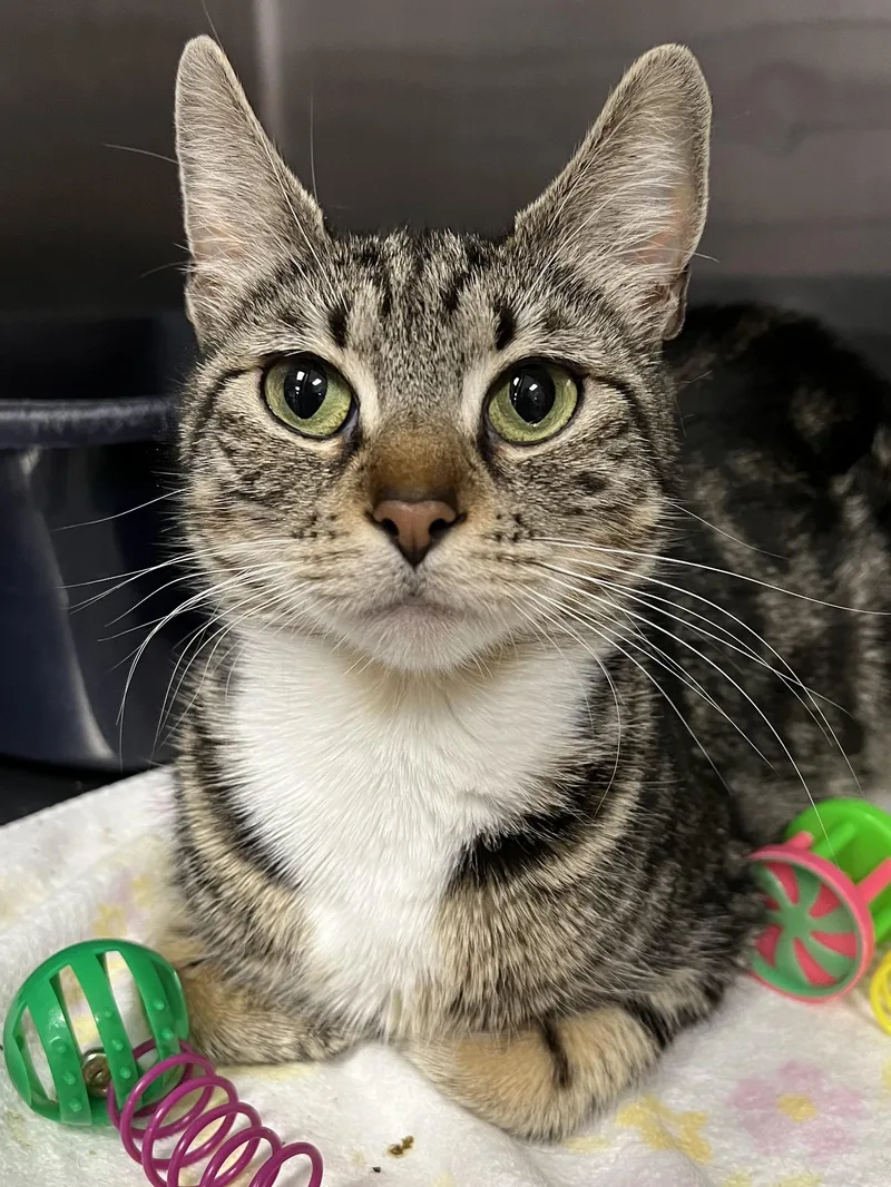 A young medium-sized female Tabby (Brown / Chocolate) Domestic Short Hair cat named Squeak for adoption in Johnston, RI