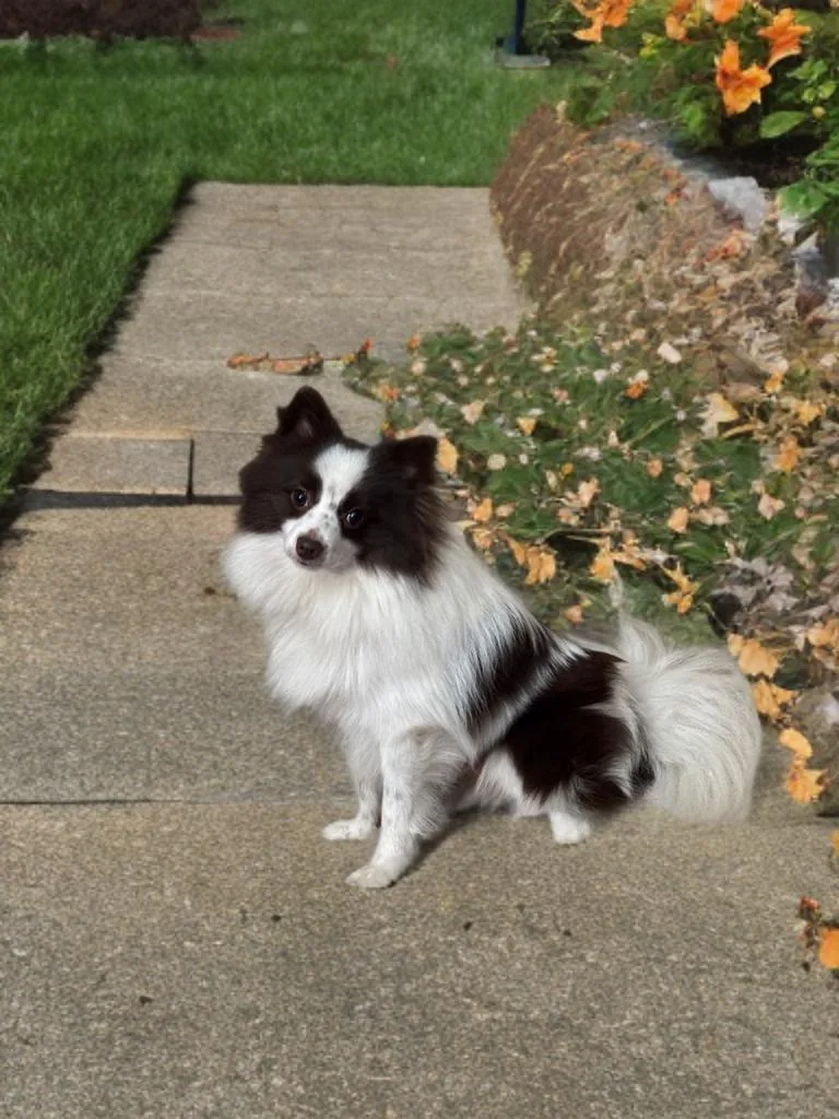 An adult small-sized male White / Cream Pomeranian dog named Evan for adoption in San Antonio, TX