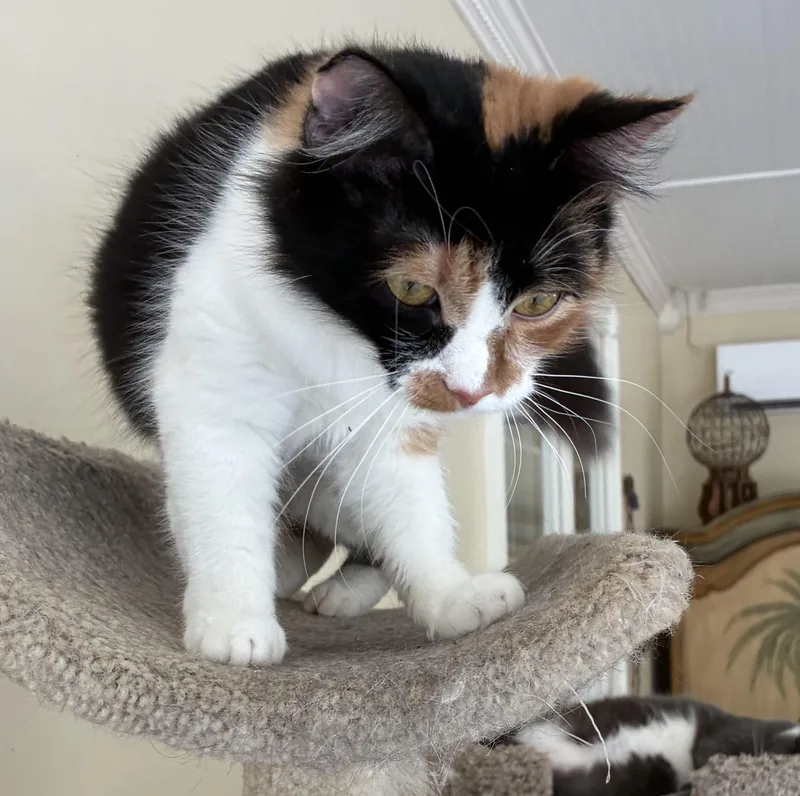 A young medium-sized female Calico cat named Pumpkin for adoption in Mobile, AL